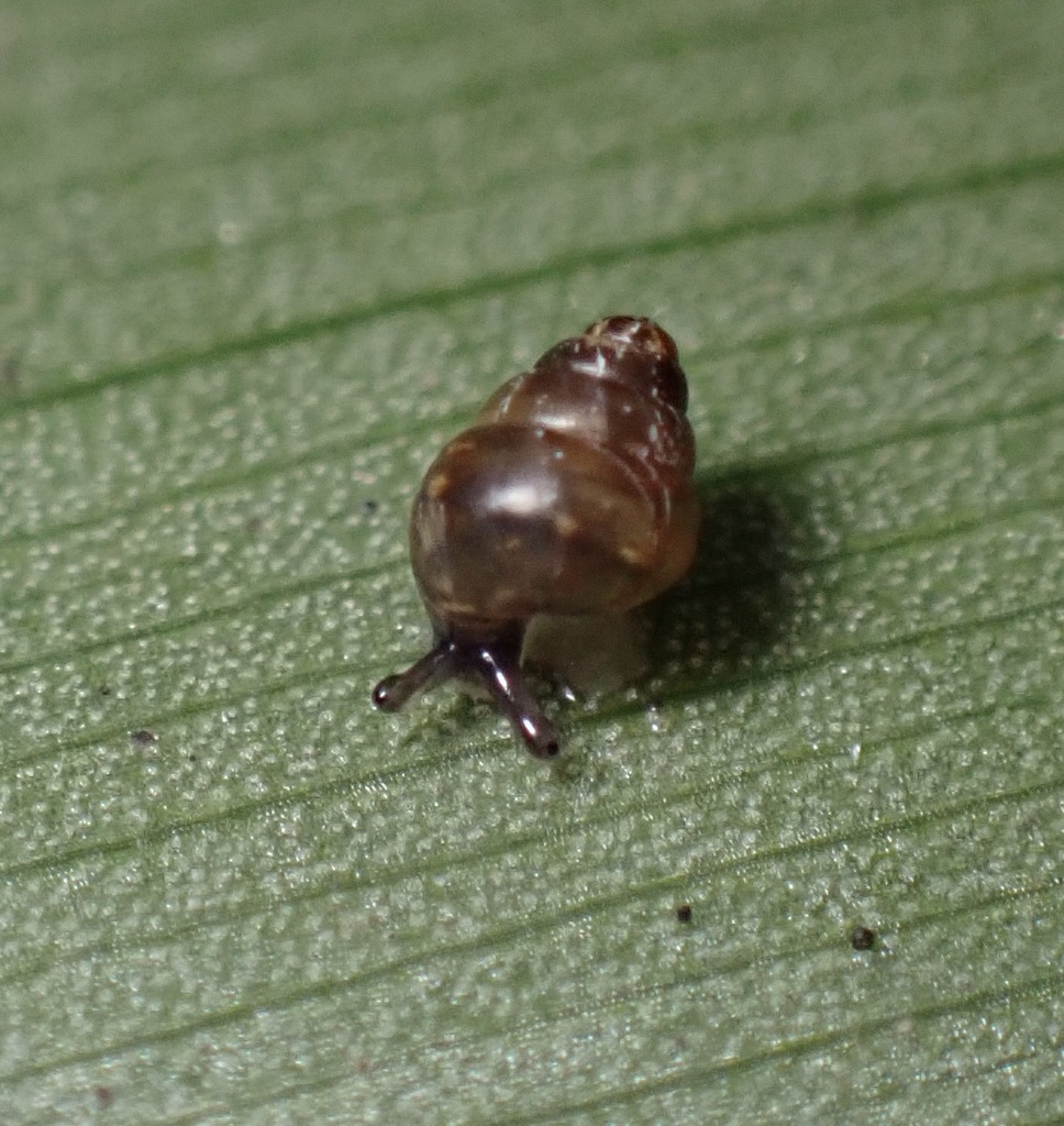 Tornatellides kilauea