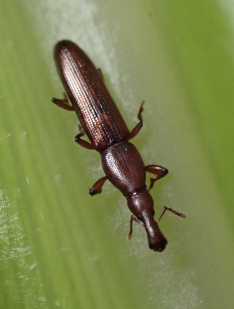 Stenotrupis prolixa