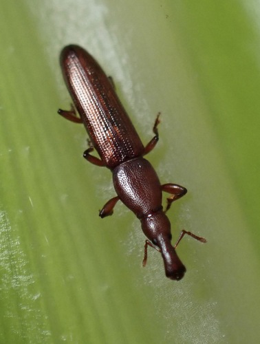 Stenotrupis prolixa