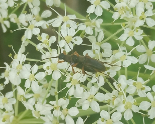 Tobacco-coloured longhorn beetle photo 3