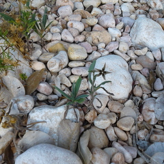 Trichodesma zeylanicum