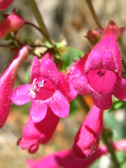 Penstemon pseudospectabilis