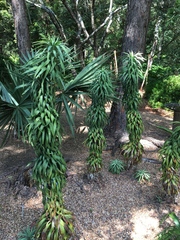 Yucca desmetiana