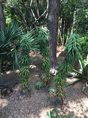 Yucca desmetiana