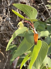 Colophospermum mopane image