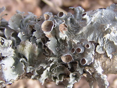 Parmotrema submarginale