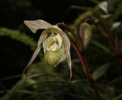 Phragmipedium pearcei