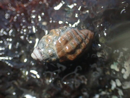 Tenguella granulata observed 2023-07-12