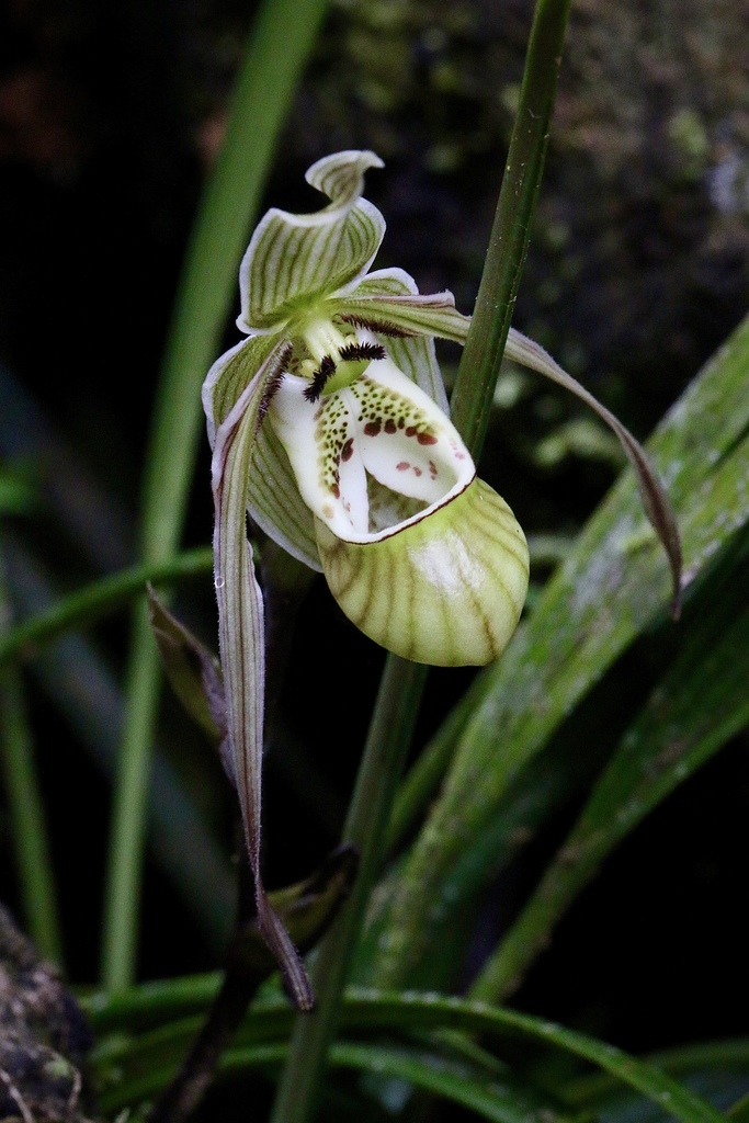 Slipper Orchids