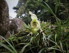 Phragmipedium pearcei