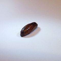 Amyelois transitella