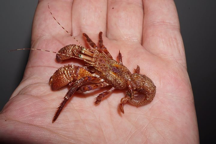 giant hermit