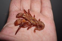 Giant Hermit Crab
