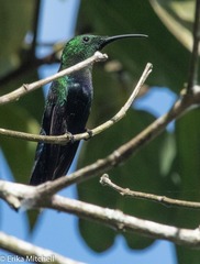 Eulampis holosericeus