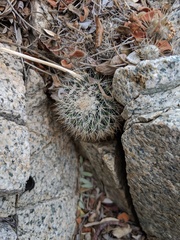 Mammillaria evermanniana