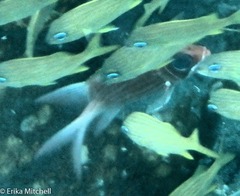 Neoniphon vexillarium