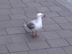 Chroicocephalus novaehollandiae