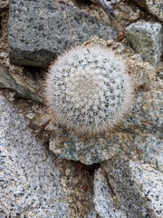Mammillaria evermanniana