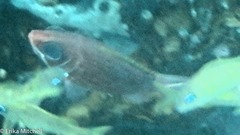 Neoniphon vexillarium