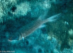 Neoniphon vexillarium