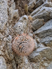 Mammillaria evermanniana