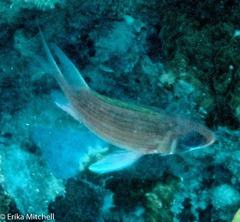 Neoniphon vexillarium