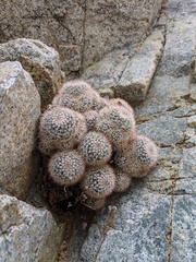 Mammillaria evermanniana