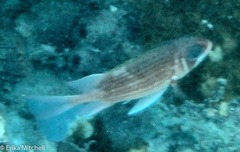 Neoniphon vexillarium
