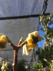 Edgeworthia