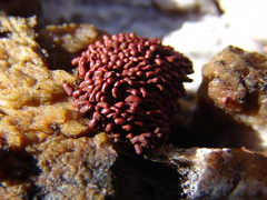 Arcyria stipata
