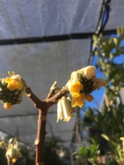 Edgeworthia
