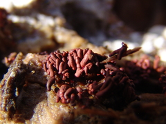 Arcyria stipata