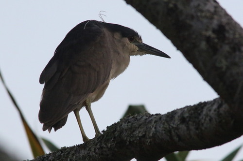 Black-crowned Night Heron photographed in Hawaii