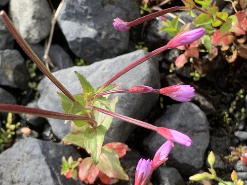 vŕbovka (Epilobium)