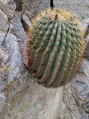 Ferocactus diguetii