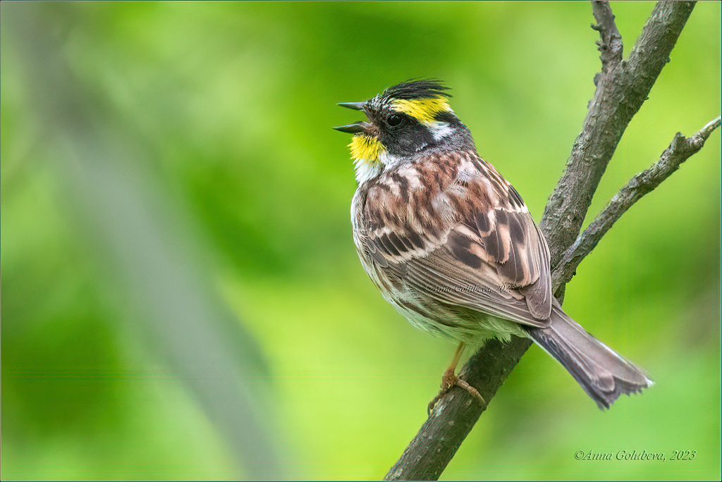 Yellow Bunting photo