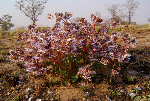 Trichodesma ambacense image