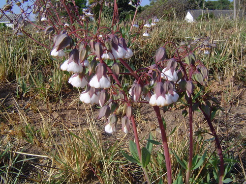 Trichodesma physaloides image