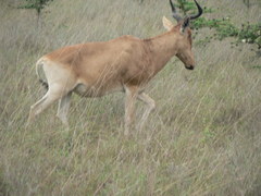 Alcelaphus buselaphus cokii
