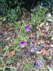 Viola × williamsii