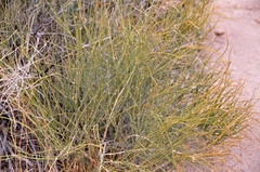 Ephedra californica