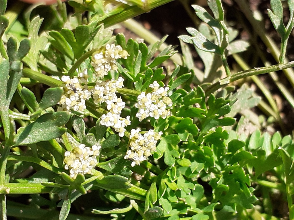 Selinopsis foetida