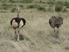 Struthio camelus massaicus