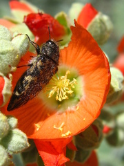 Acmaeodera cuneata