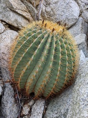 Ferocactus diguetii
