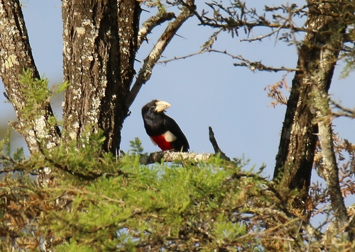 Black-breasted Barbet (Pogonornis rolleti), photo 1