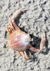 Persephona aquilonaris