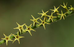 Heliotropium zeylanicum image