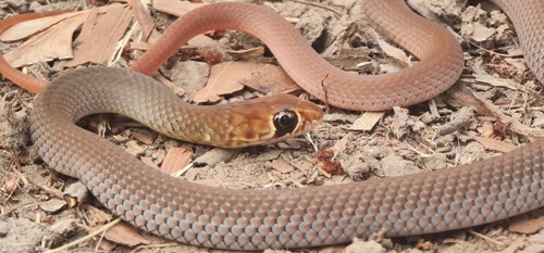 Lesser Black Whipsnake