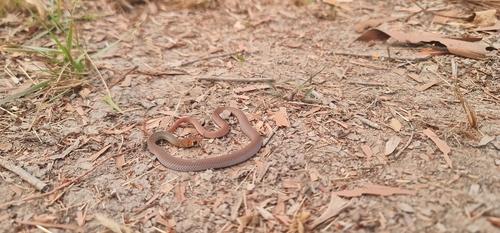 Lesser Black Whipsnake